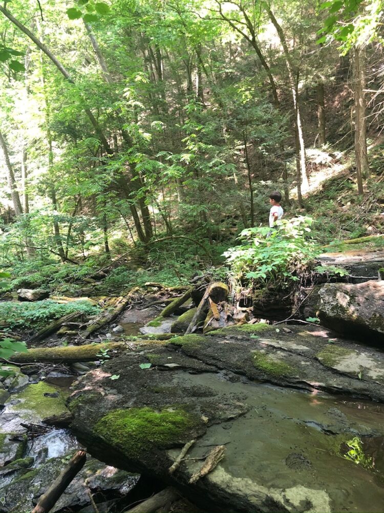 Henry In Deans Ravine