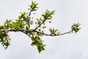 Retention Tree Image